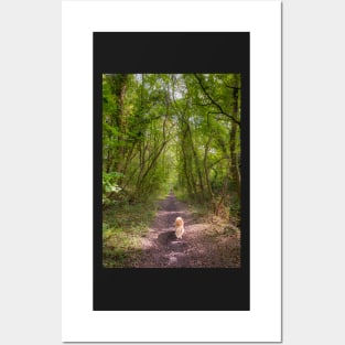 Woodland Walk Posters and Art